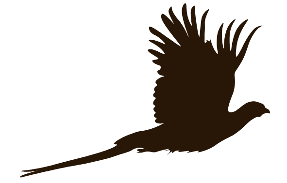 brown pheasant